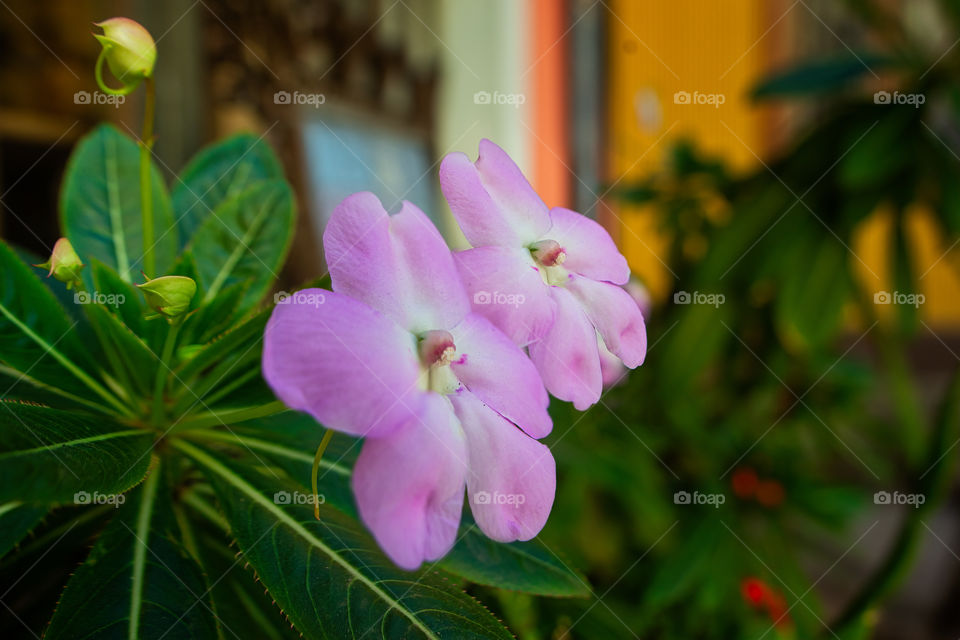 pink flower