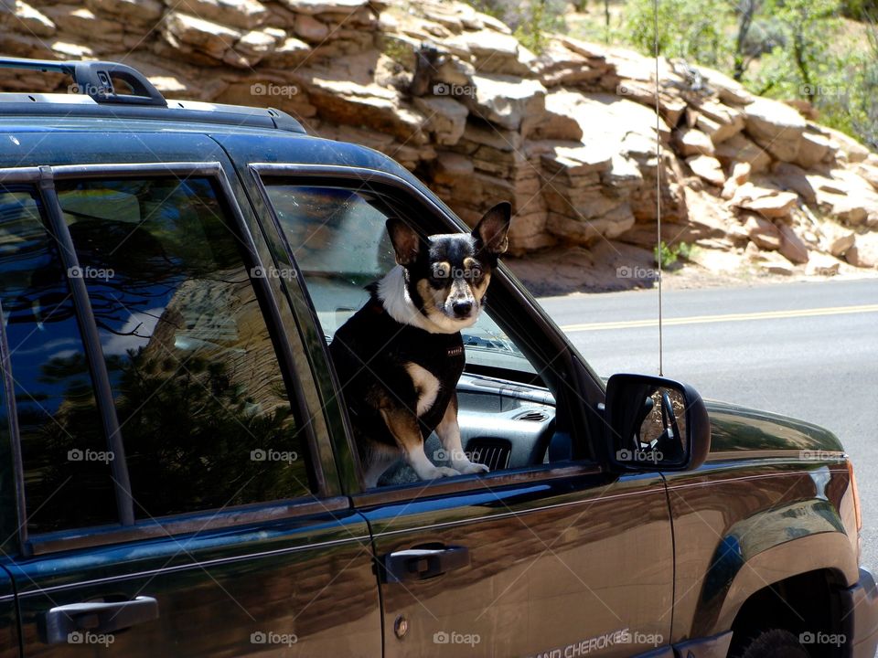 Road tripping dog