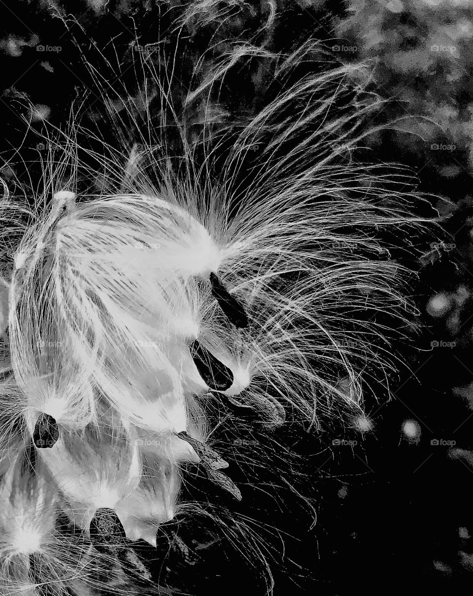 Milk weed seeds