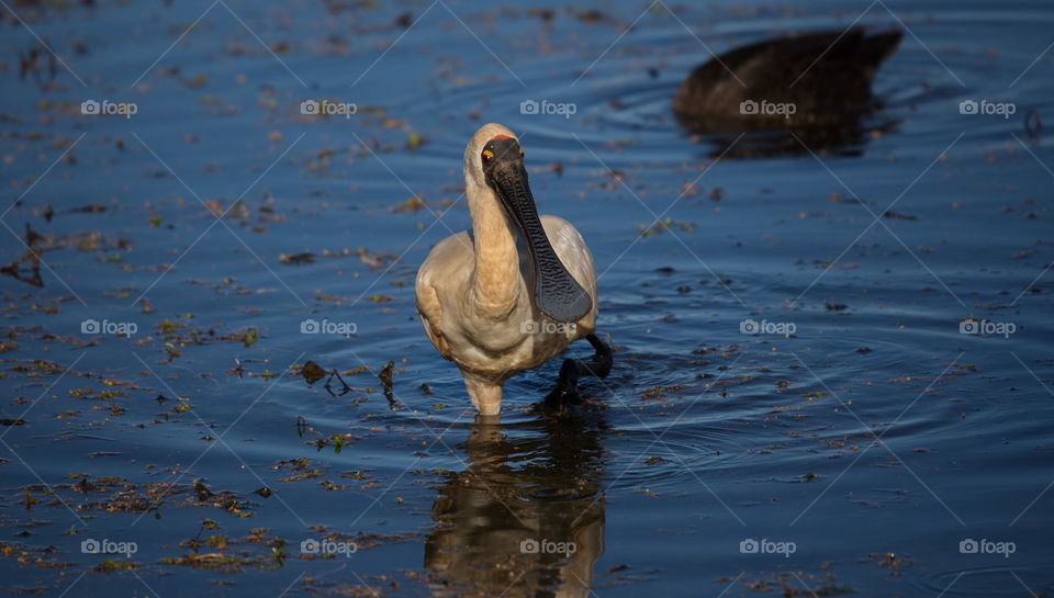 Royal Spoonbill hunting in the shallows