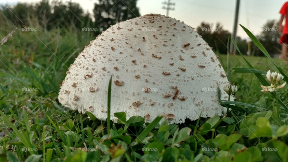 Grass, Nature, Food, Flora, Desktop