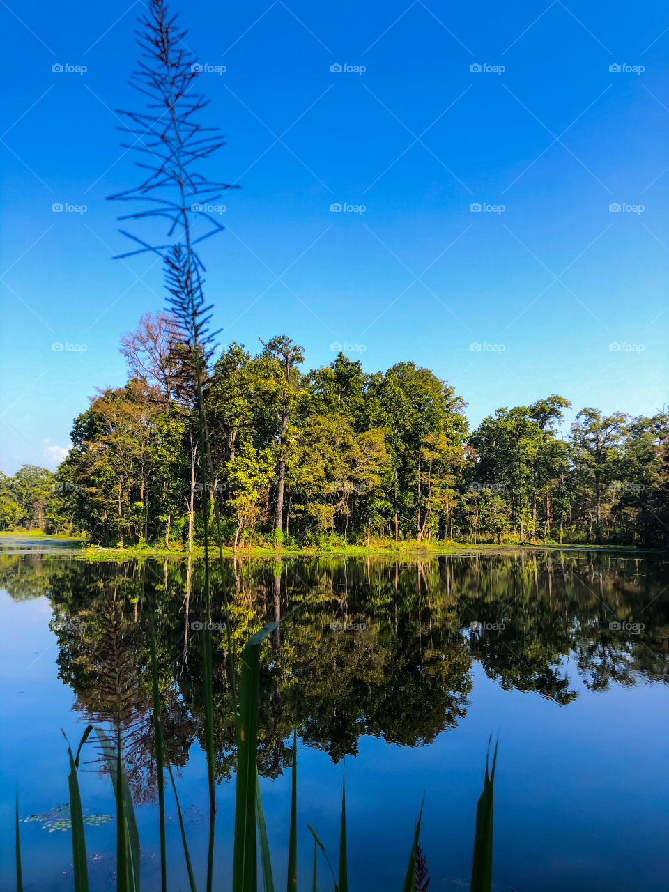 Famous 20000 Lake in Chitwan ,Nepal 🇳🇵with its reflecting beauty 🌳🌳