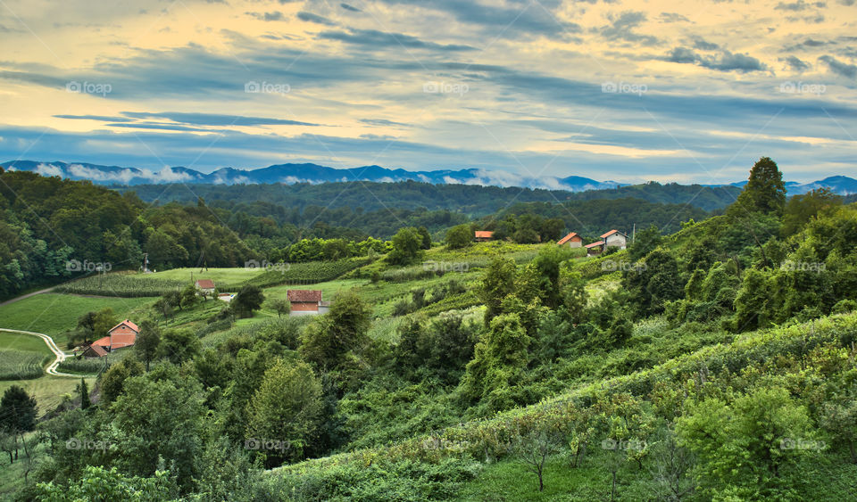 Vineyard in Klenice, Zagorje, Croatia