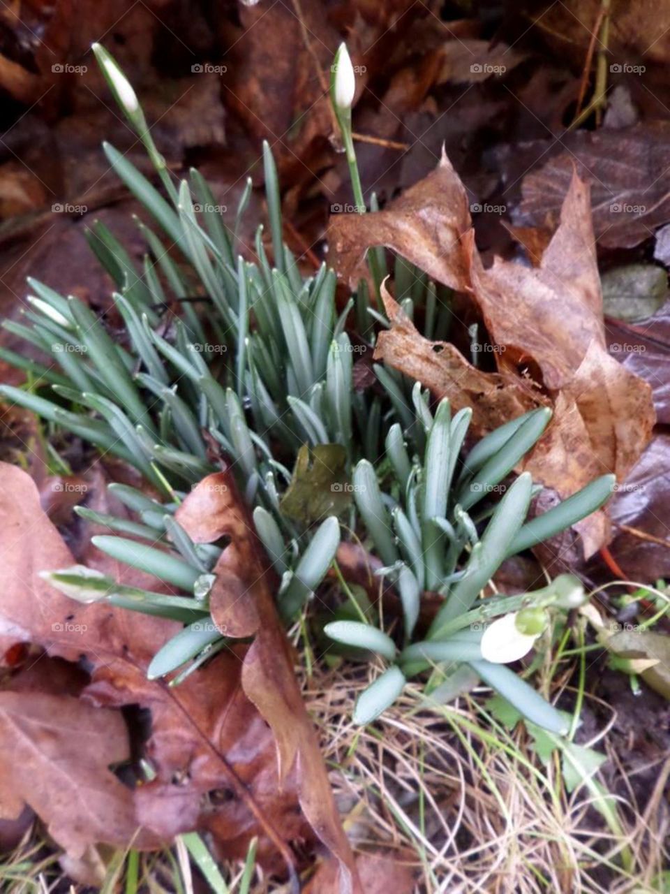 Galanthus . Snowdrops in their wild habitat