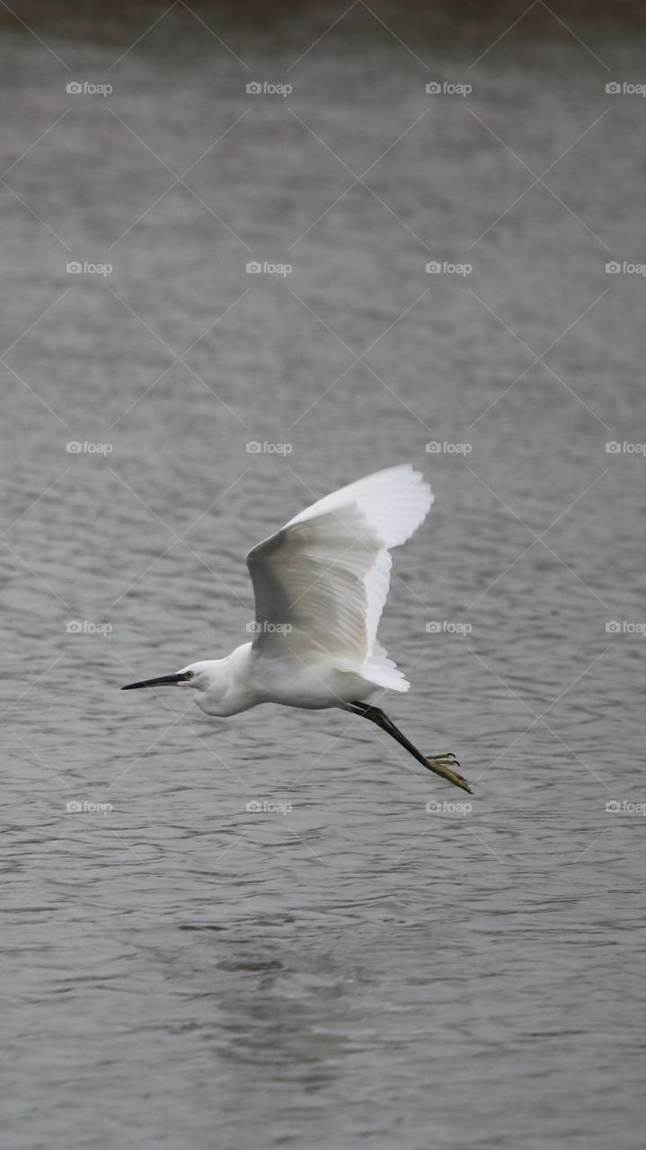 Egret flight 
