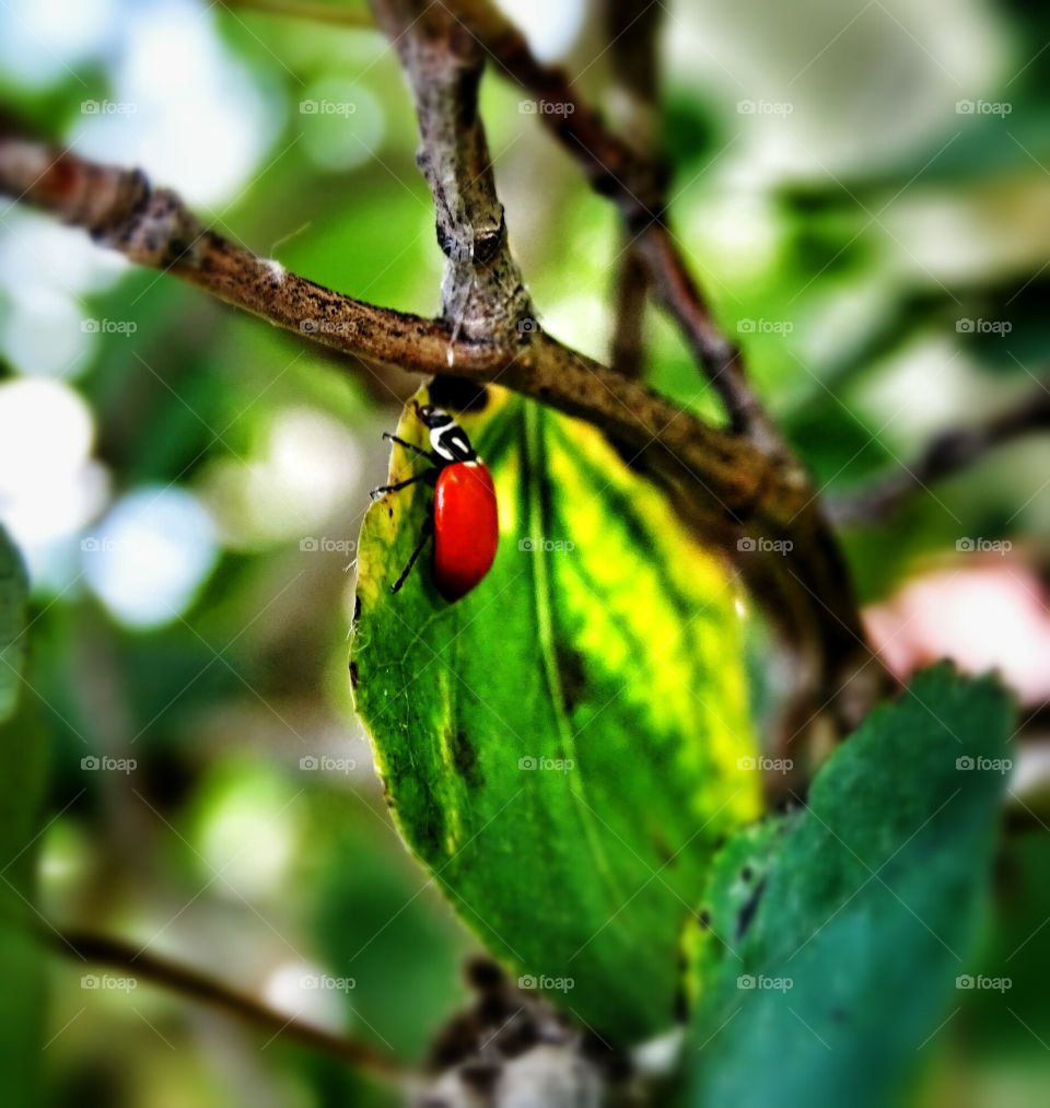 Beetle. beetle on leaf in tree...