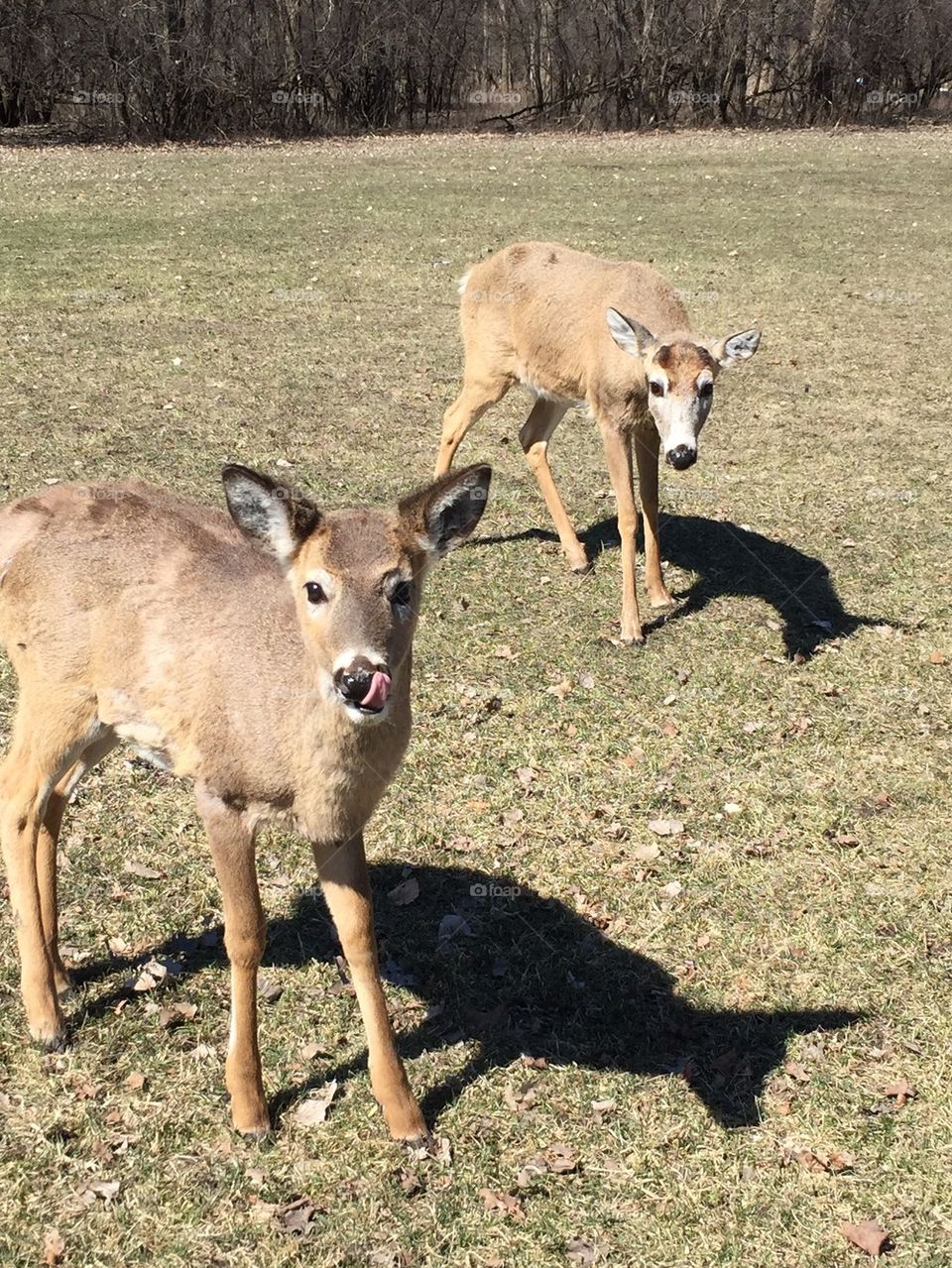 Deer in the park