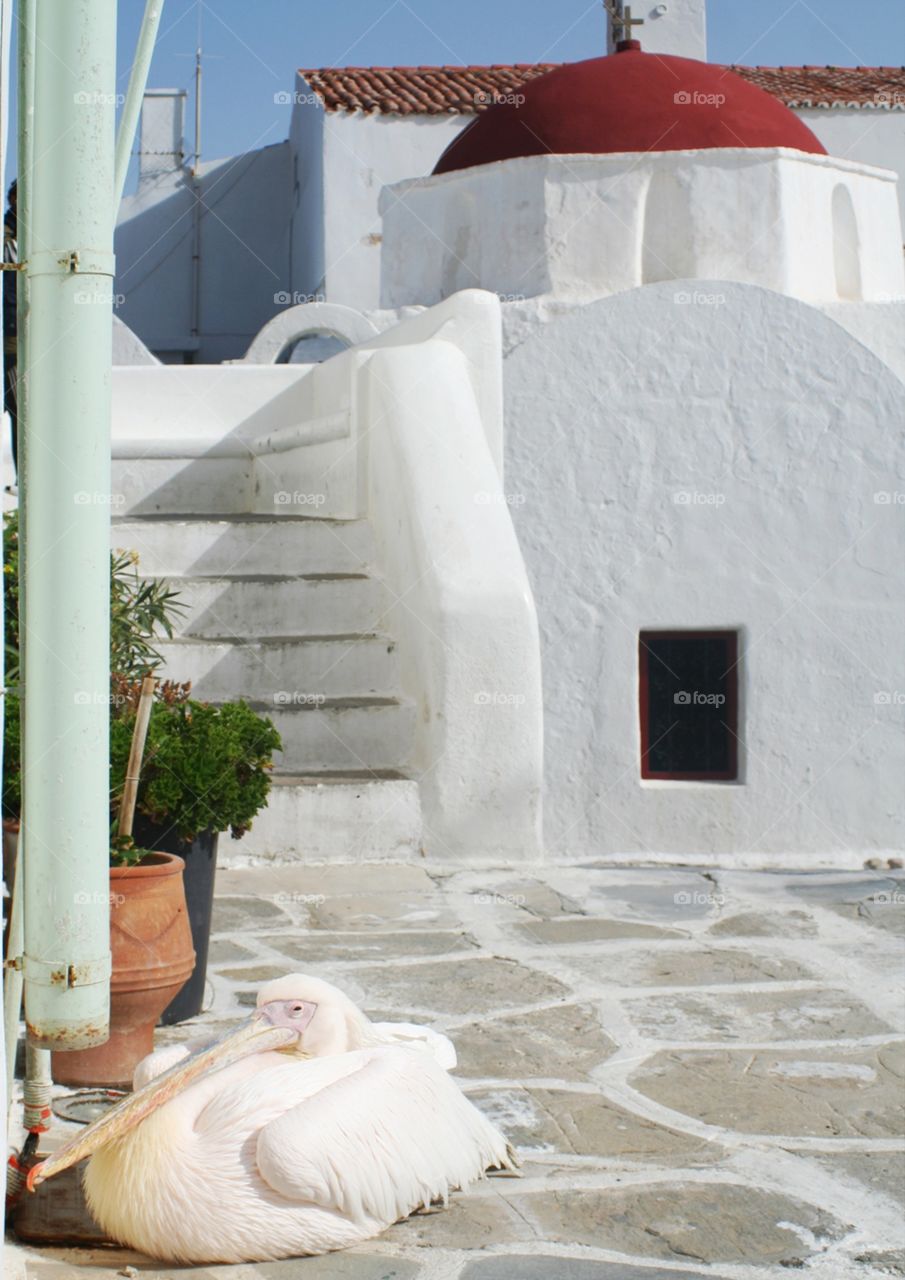Pelican and church on Mykonos, Greece 