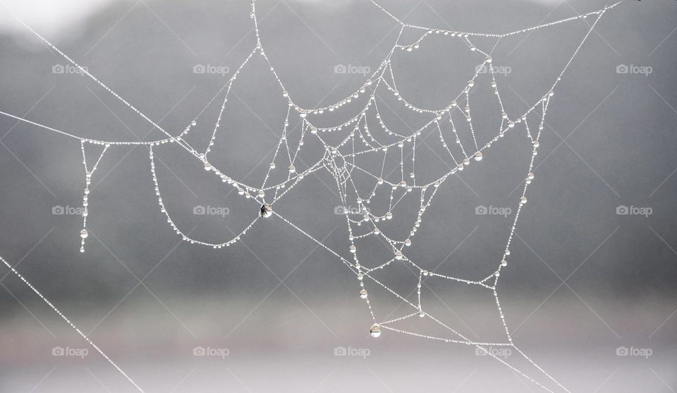 Water drops on spider web