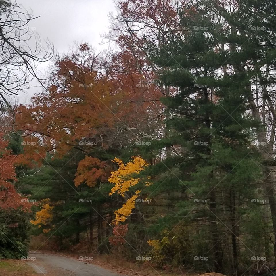 Autumn November 2018