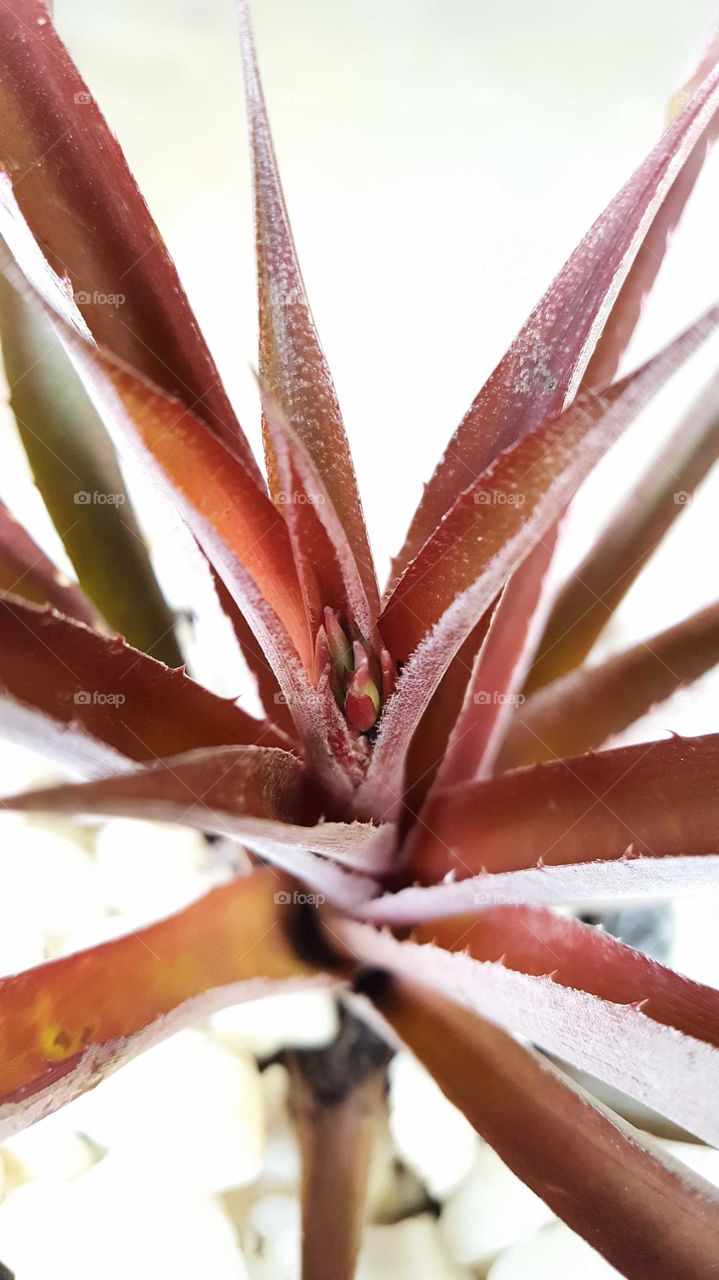 Tillandsia air plant blooming