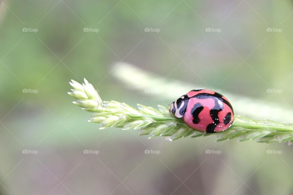 Ladybug 