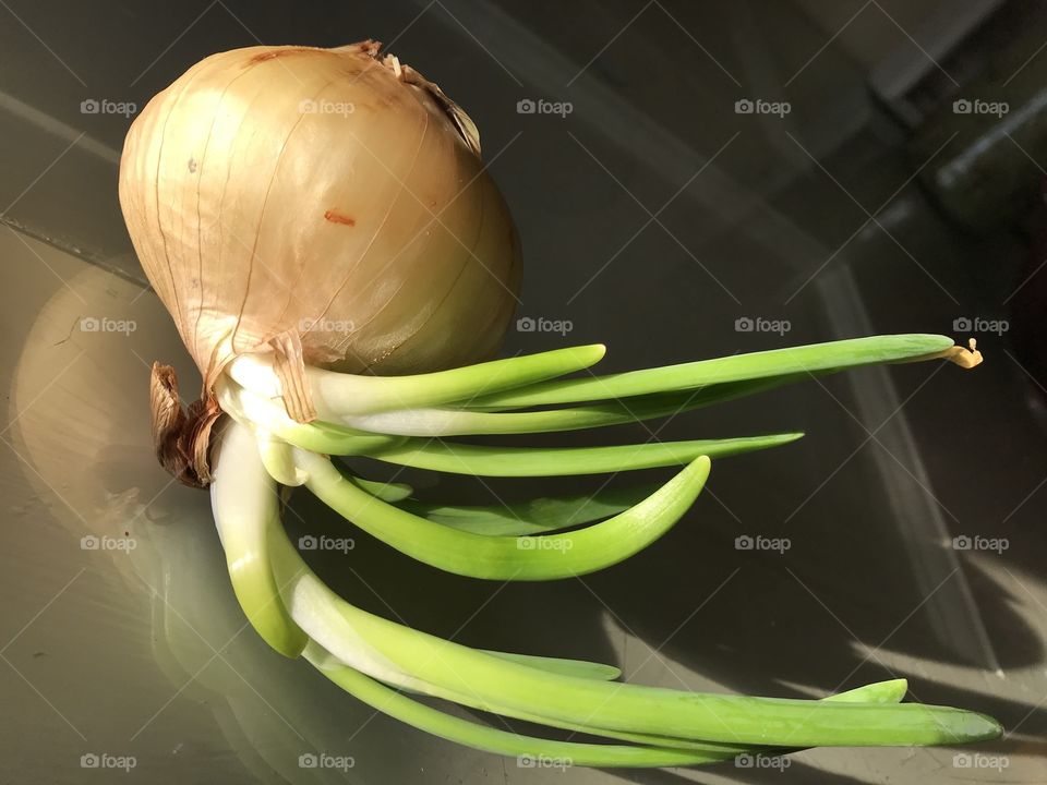Dramatic close up onion 