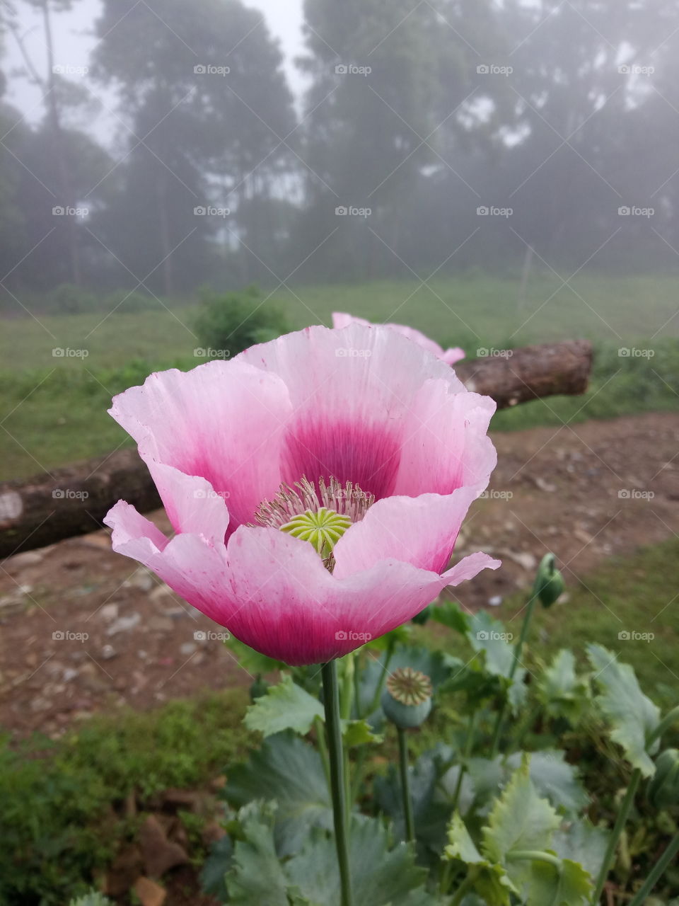 opium flower