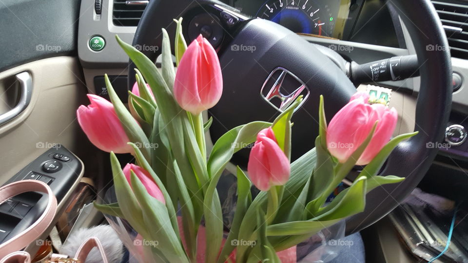 pink tulips