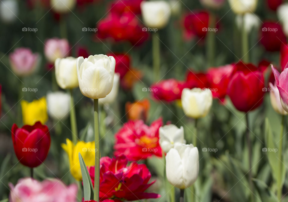white and red tulips on the field.  beautiful of spring concept