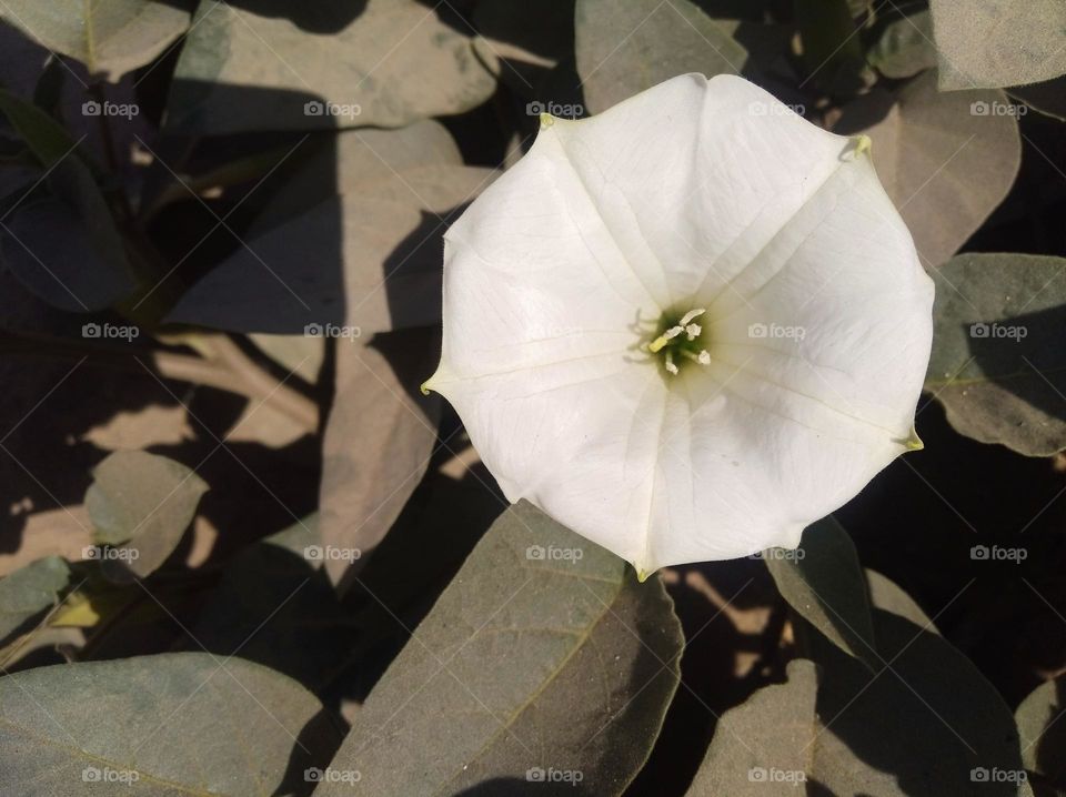 the Datura Flower white in colour looks very beautiful generally found everywhere fresh seasonal looking very beautiful