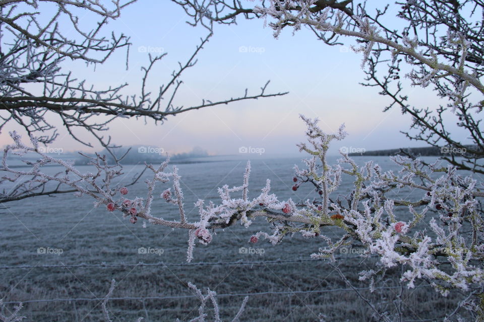 View of farmland through frosty branches