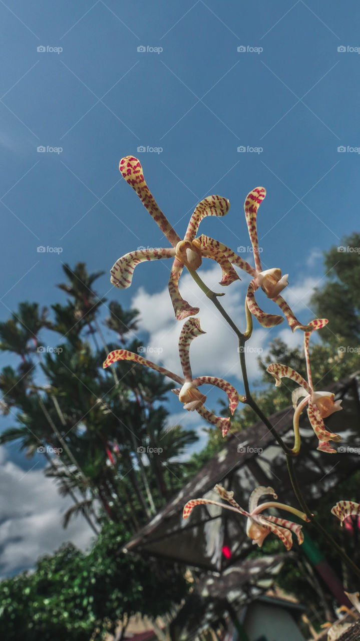 Rare wild white tiger orchids blooms