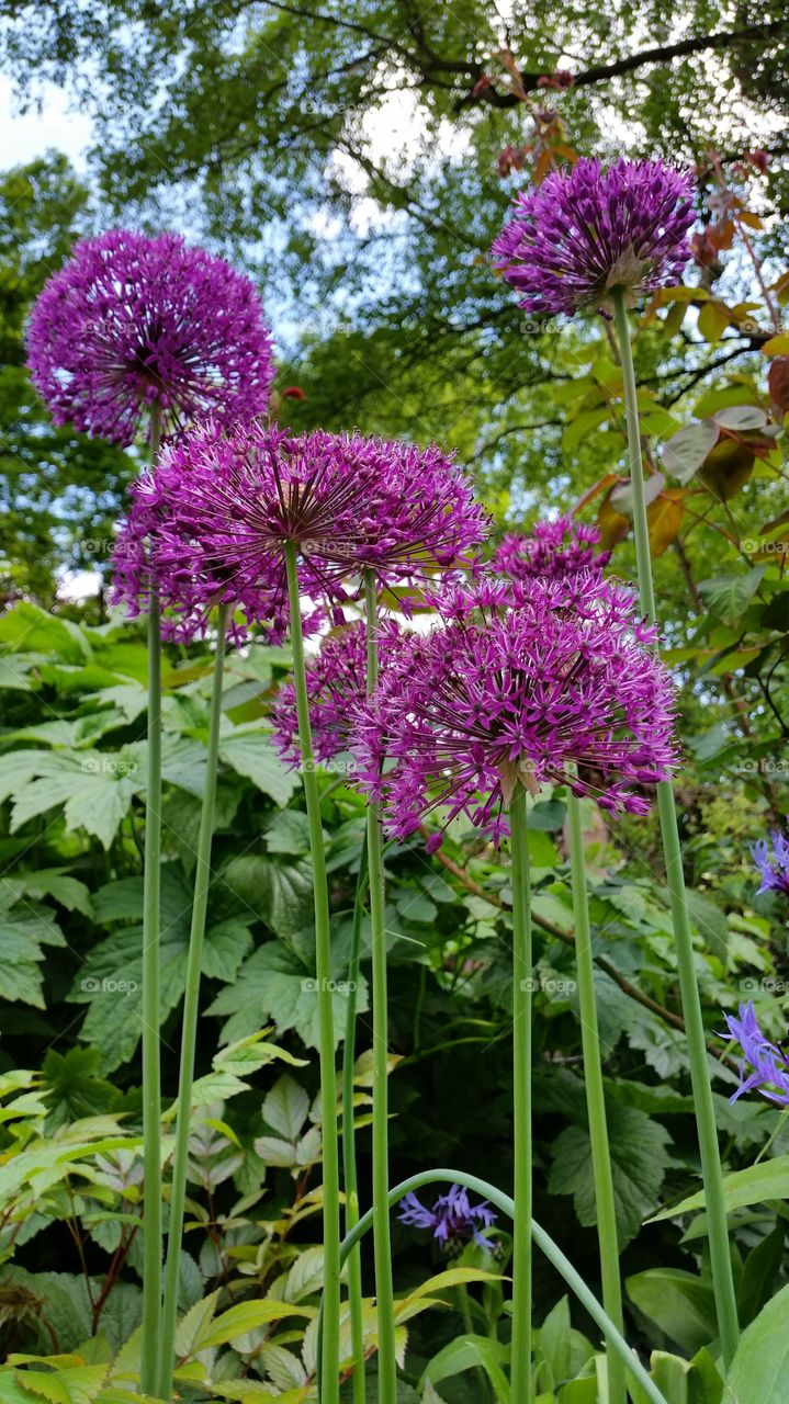 Beautiful flower. Spring blooms