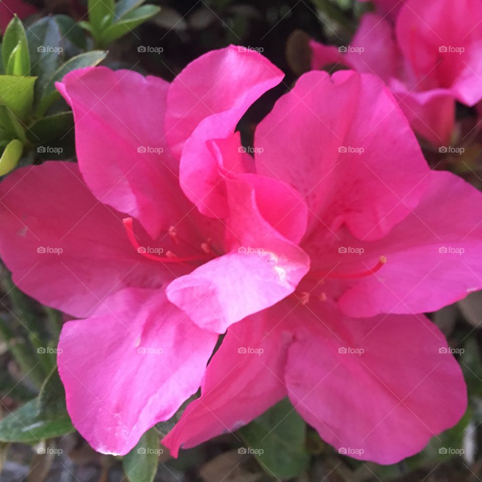 Azaleias! - 🌼#Flores do nosso #jardim, para alegrar e embelezar nosso dia!
#Jardinagem é nosso #hobby.
🌹
#flor #flowers #flower #pétalas #garden #natureza #nature #flora #photography #fotografia