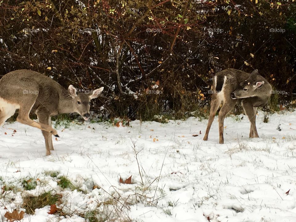 Deer enjoying the winter, of are they ?