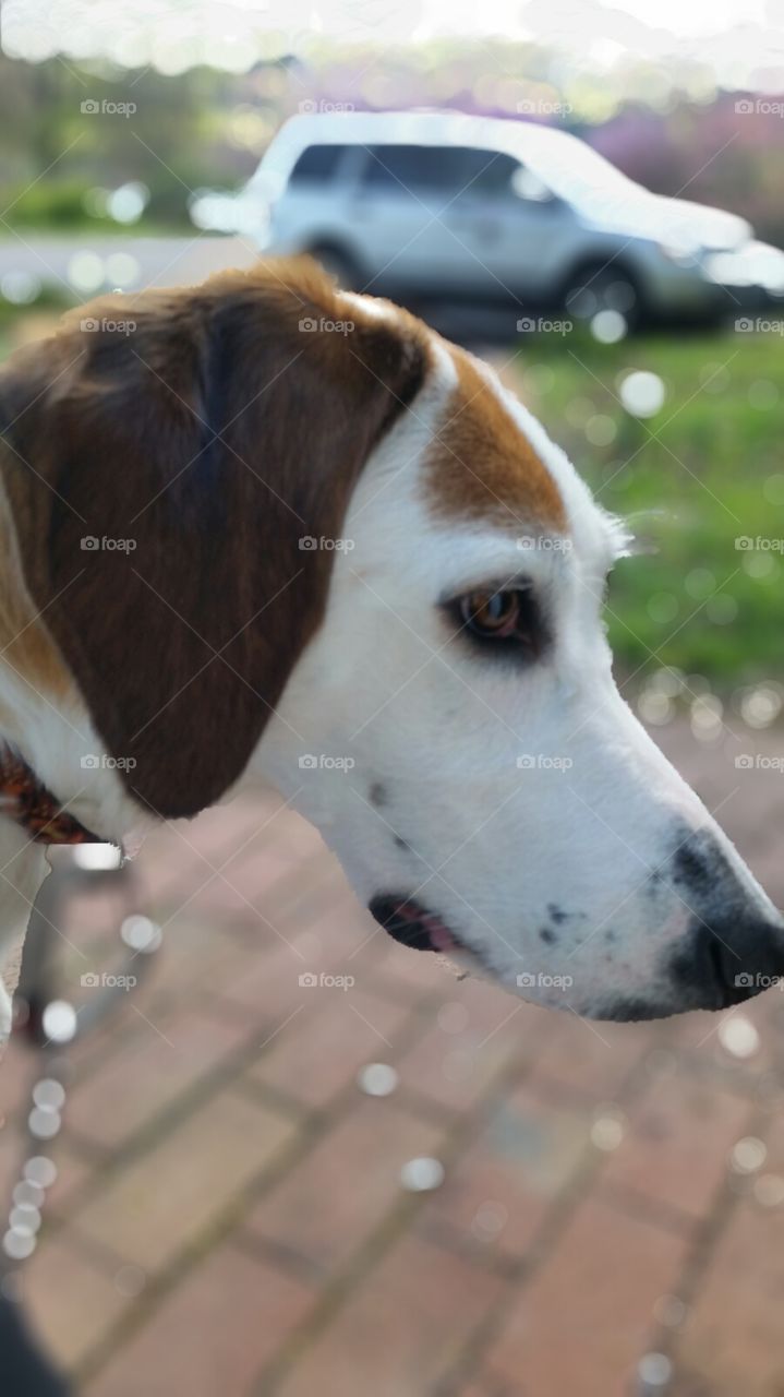 You ain't nothin but a hound dog