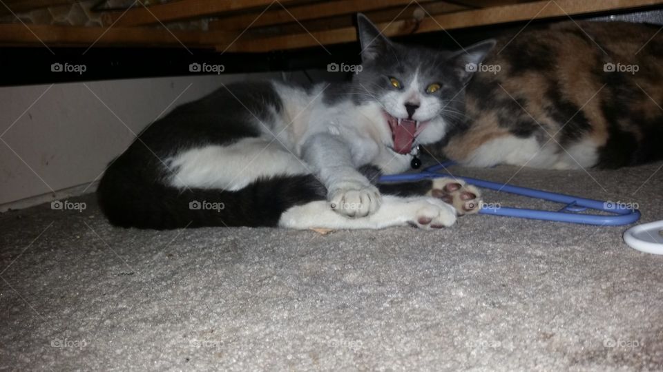 my kitty cat named Tommy. I caught him in the middle of yawning.