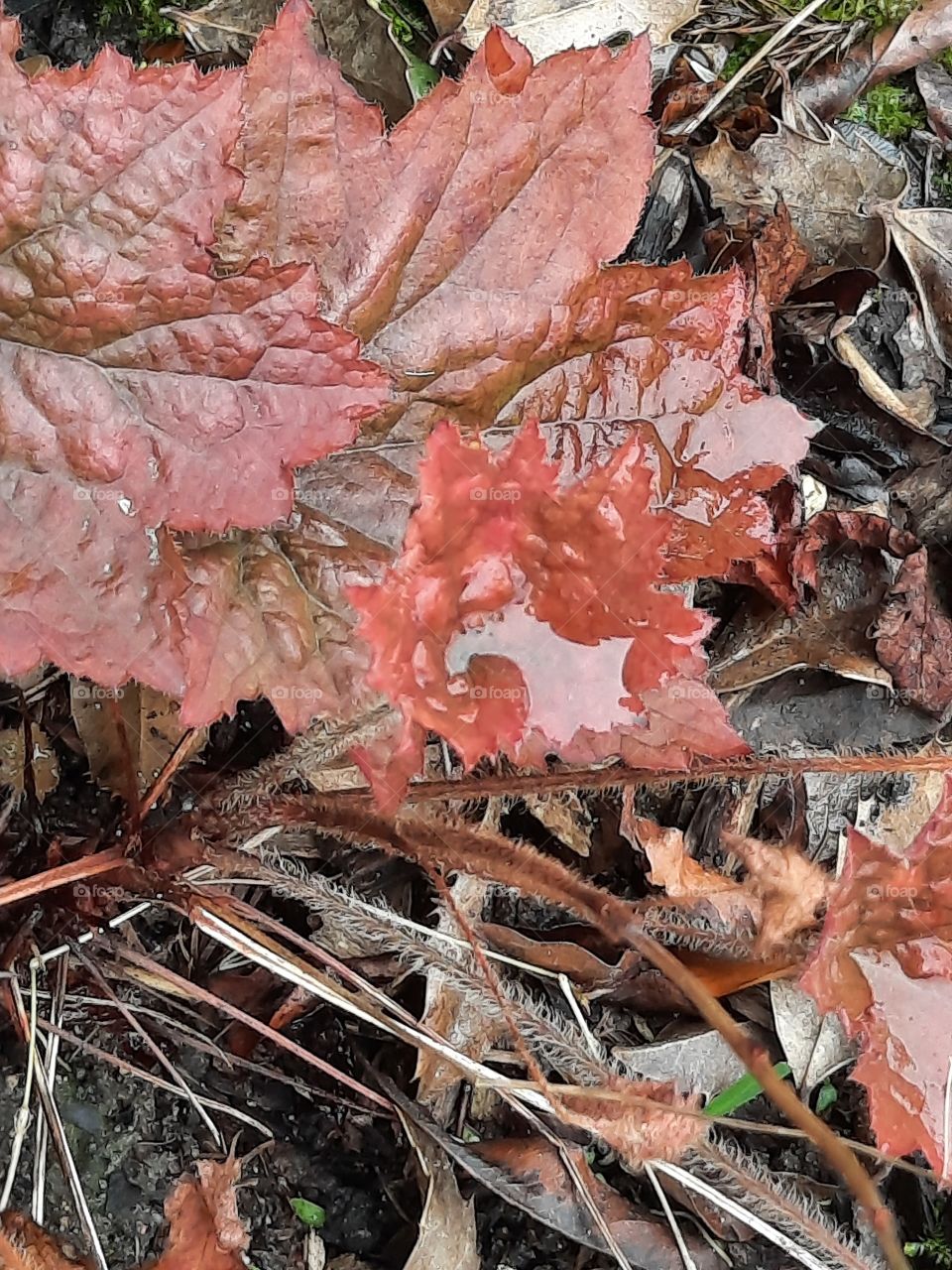 autumn  colours in garden - orange leaves of heuchera