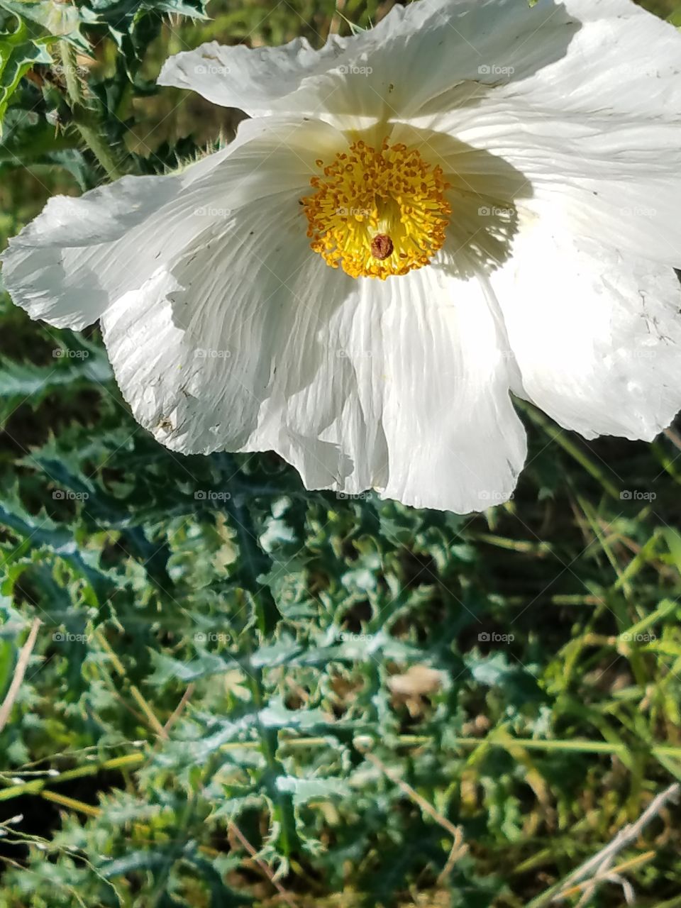 Texas wildflower