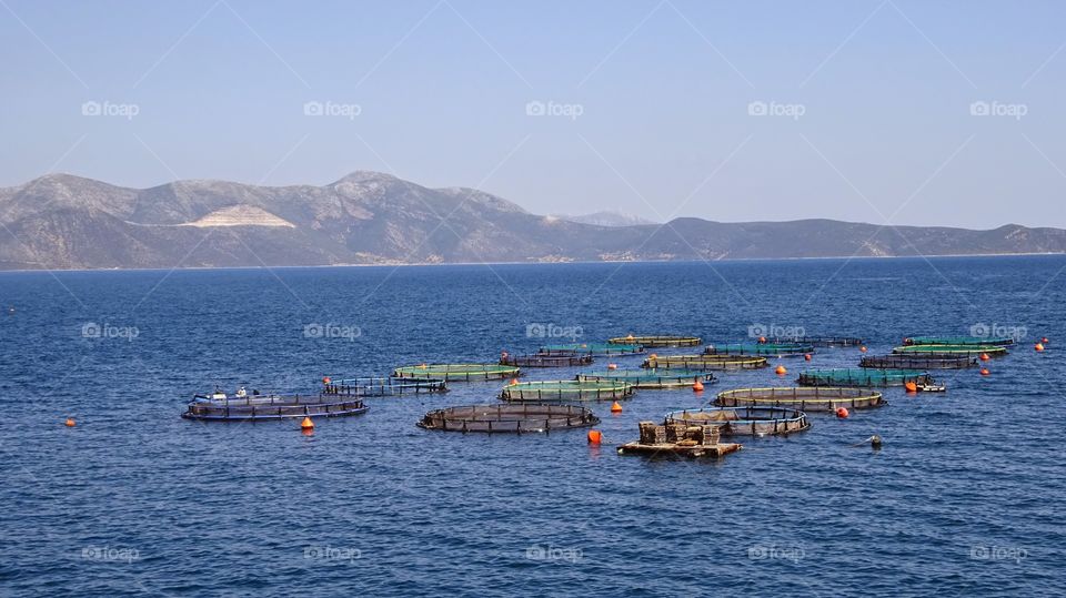 Oyster farm in the sea