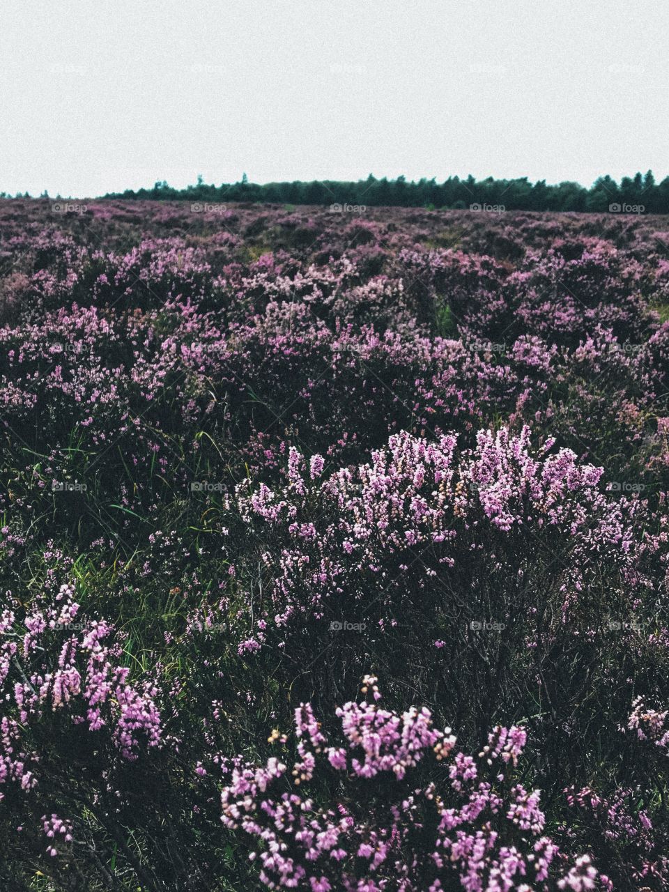 heathers in the new forest