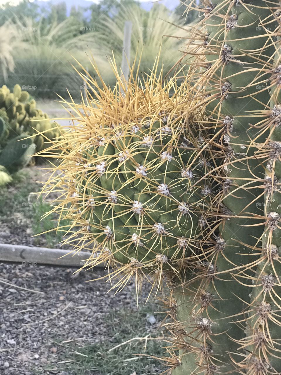 Cactus en otoño campestre 