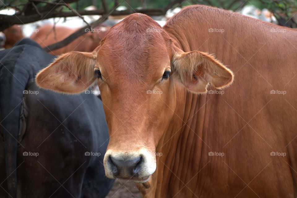 Cattle Farming
