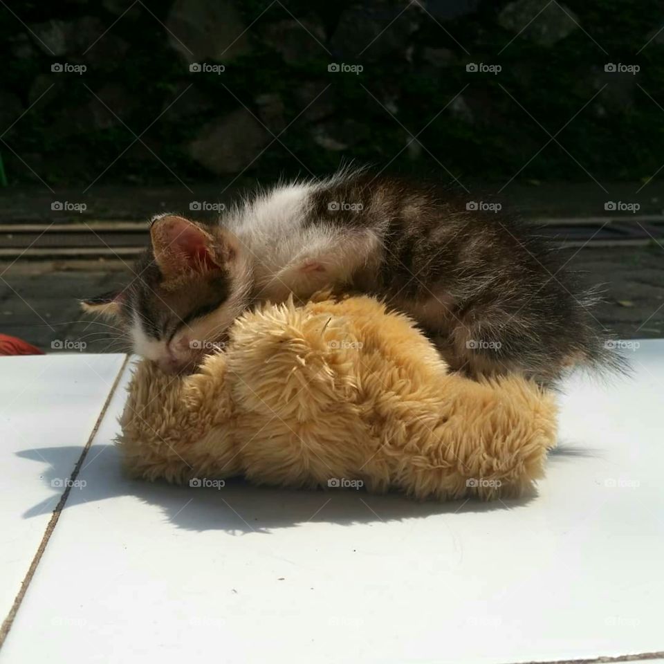 A rescue kitten sleeping on his toy during morning  sunbath.