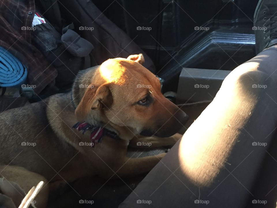 Dog, People, Mammal, Car, Portrait