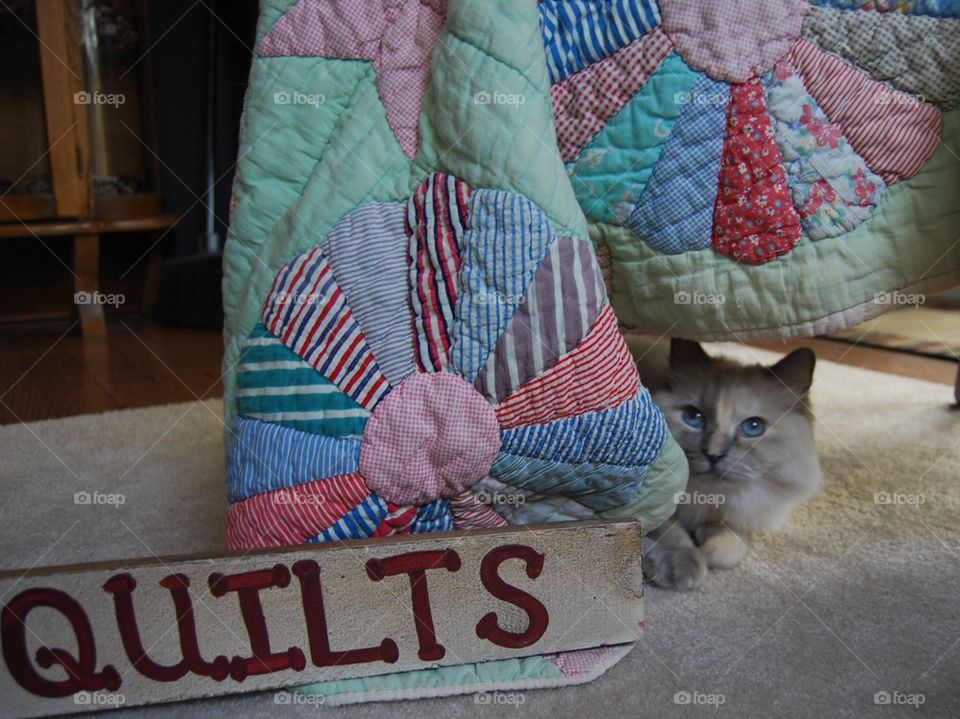 Patchwork quilt with cat