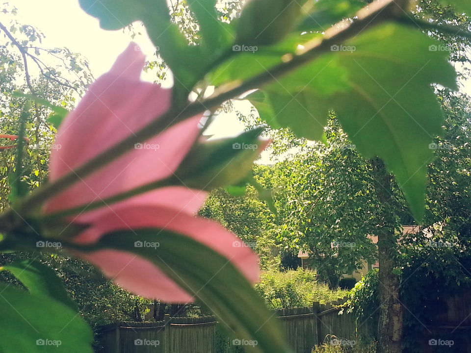 Flower rear view