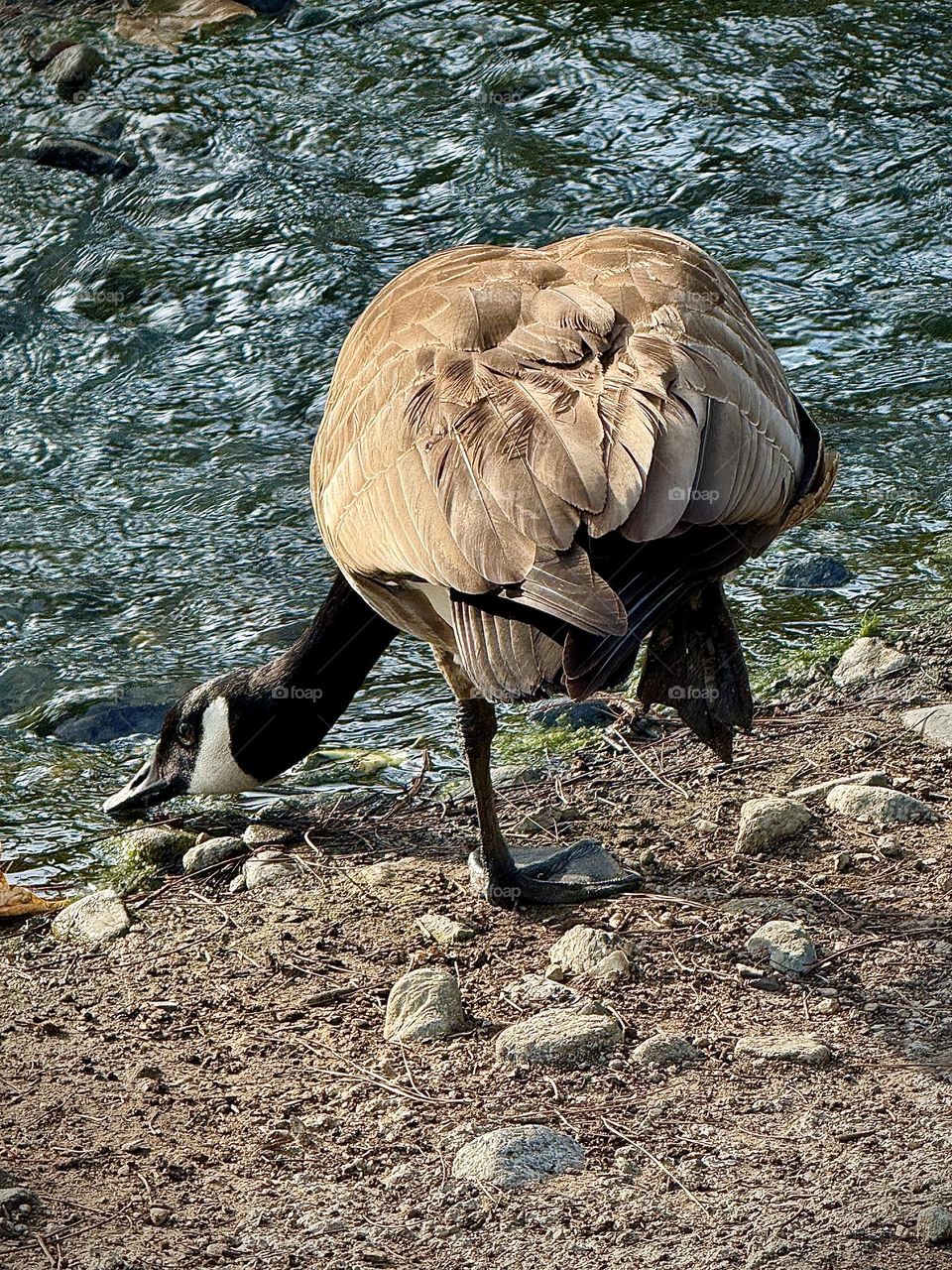 Canadian Goose Drinking