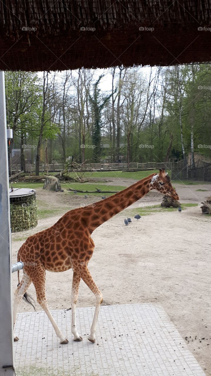 Giraffe