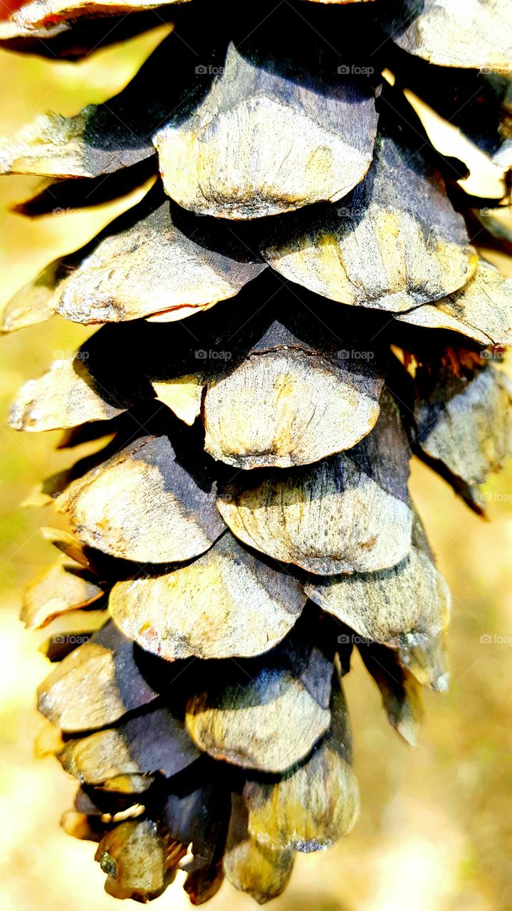 lesson to draw from pine cone.  our live is full of bits and pieces of experience. every lesson drawn from the experiences we encountered has to be preserved and staked one above other. Although in One cone, the petals staked one above another has it's own design, size and patterns (though they look similar), our experiences gained from different people, different place and in different situation also has it's role in shaping our personality. PINE CONE is also a great decorator.