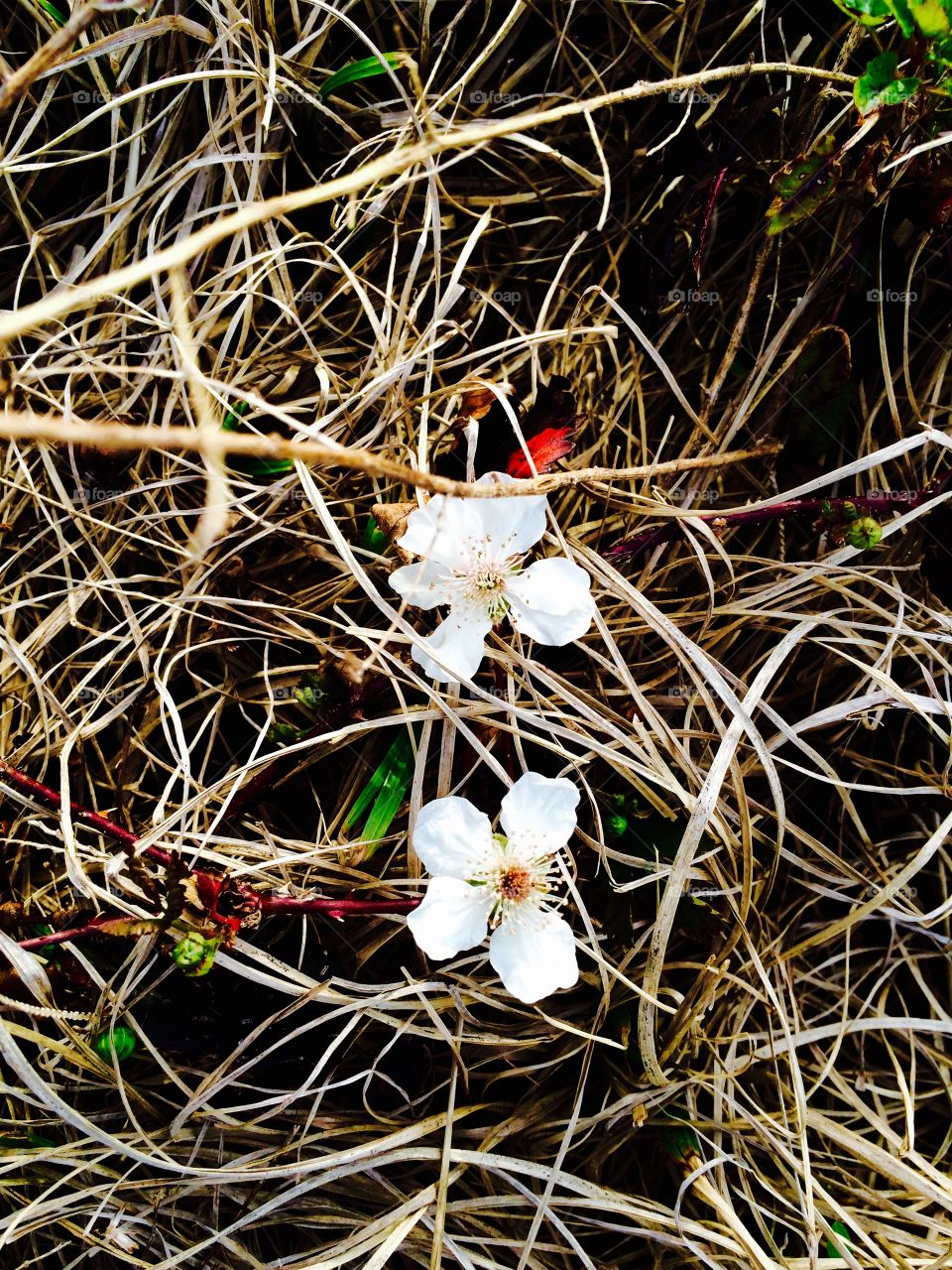 Twin flowers