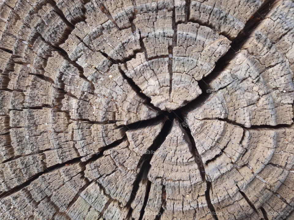 Wood Pattern
