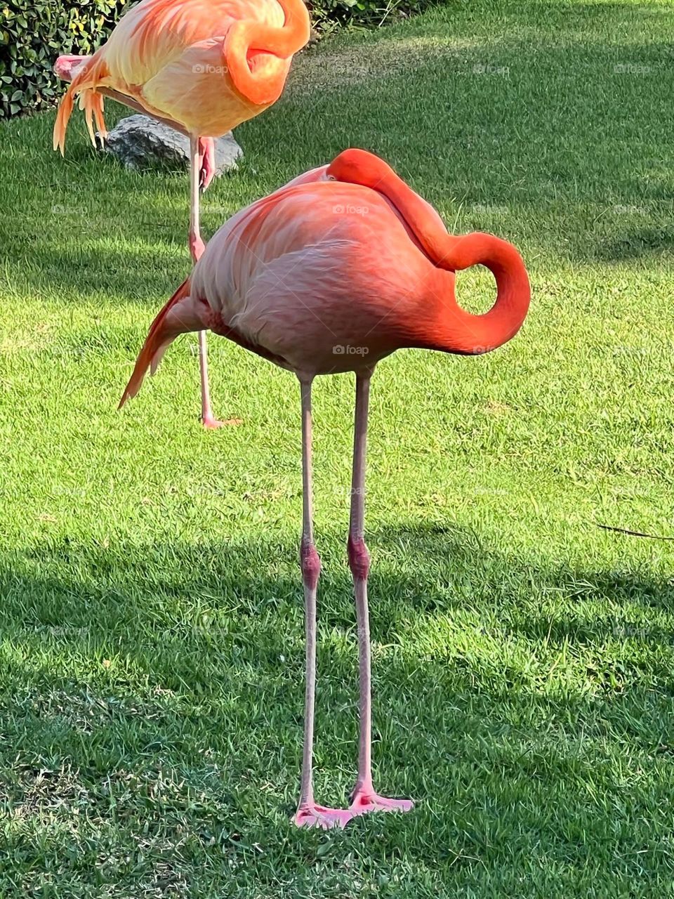 Flamenco