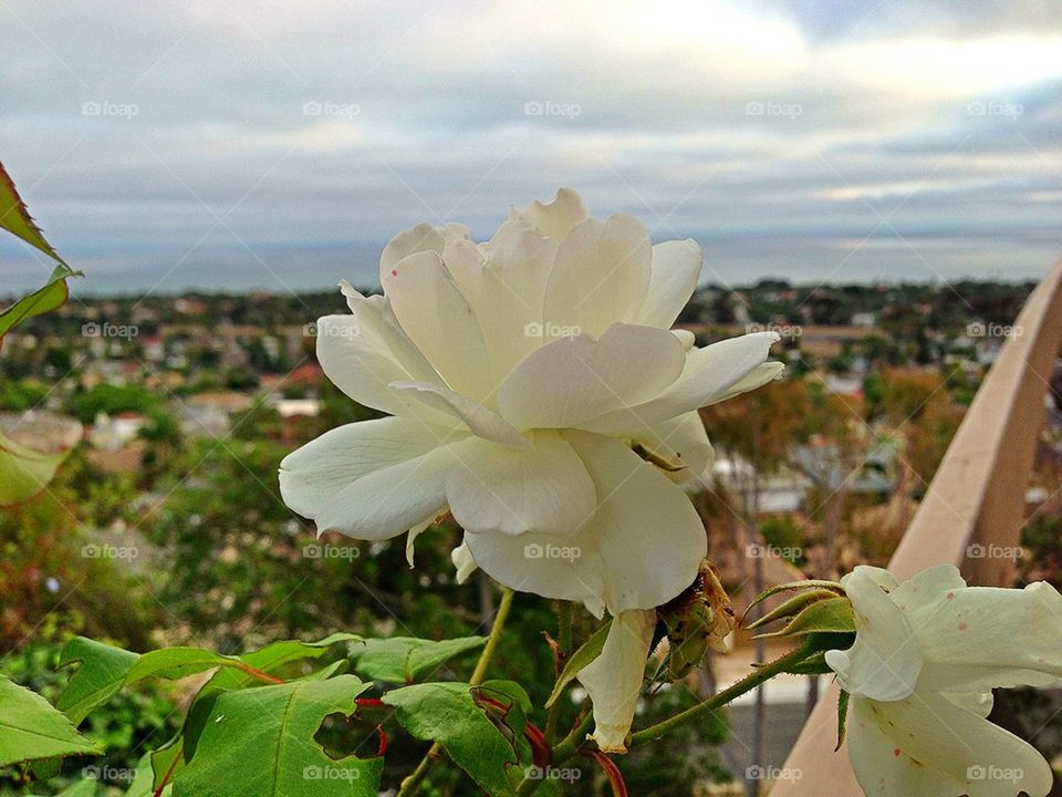 landscape ocean sky green by itsAus