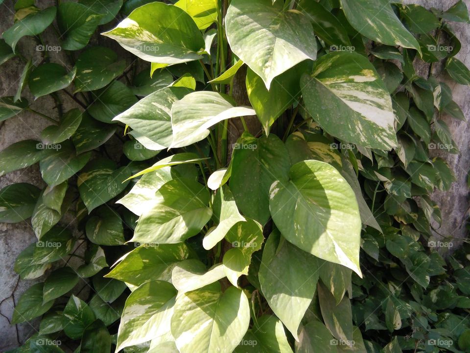 Mani plant green leaf
