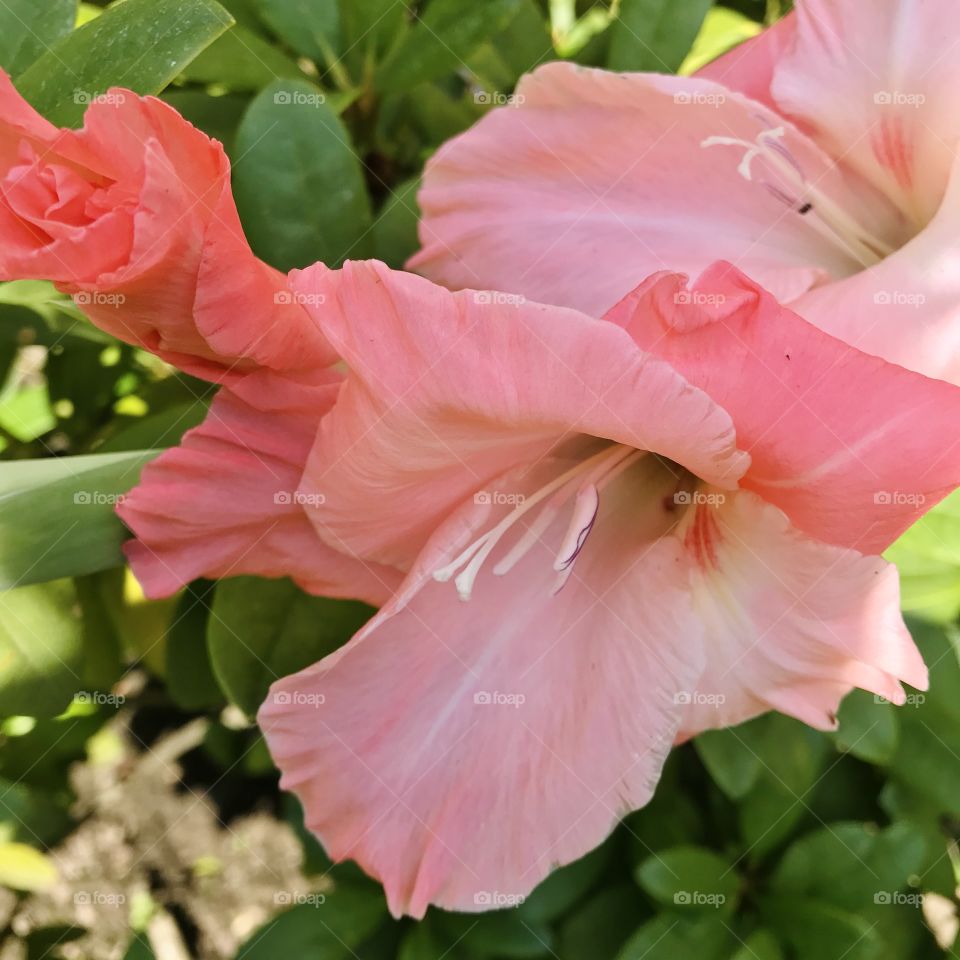Gladiole