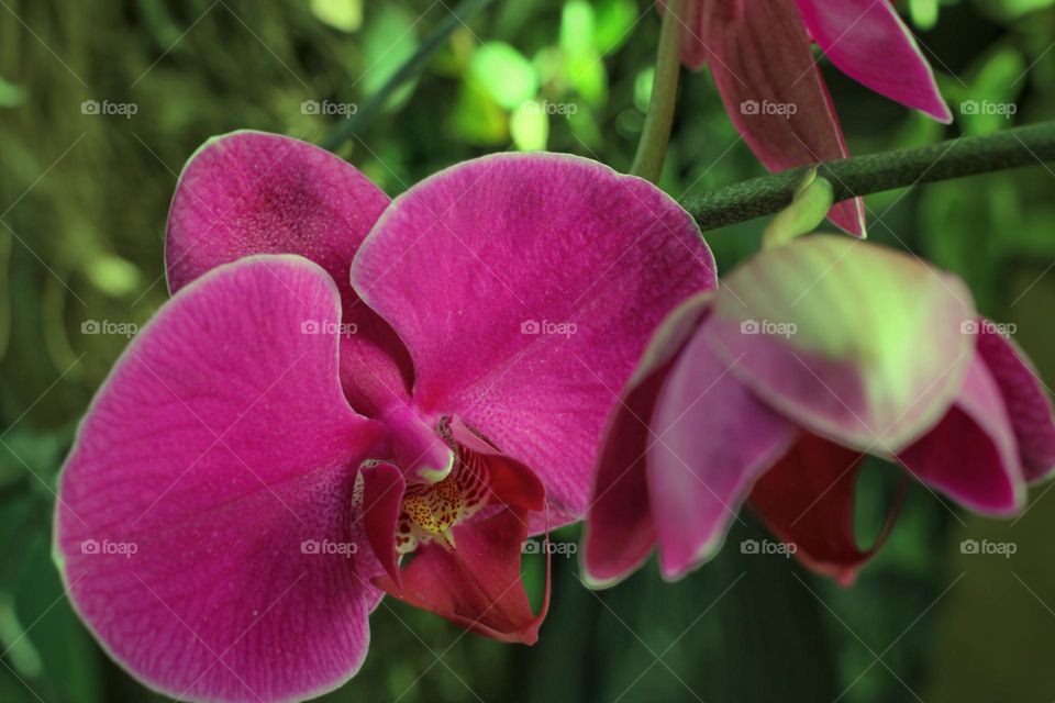 Orchid Flower