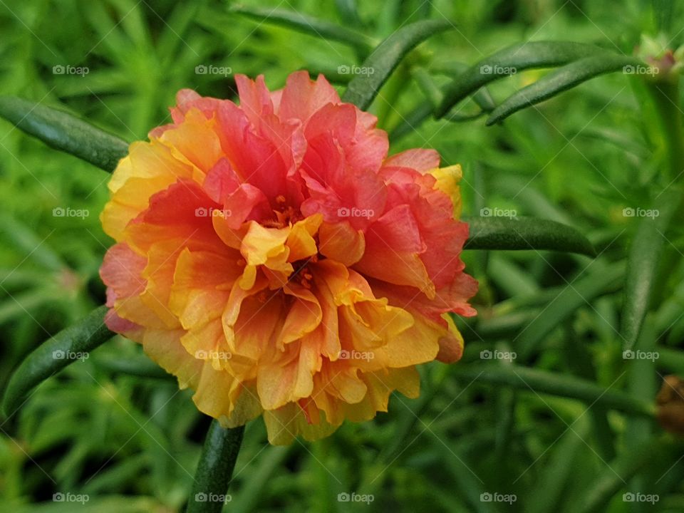 Nature, Summer, Garden, Leaf, Flora