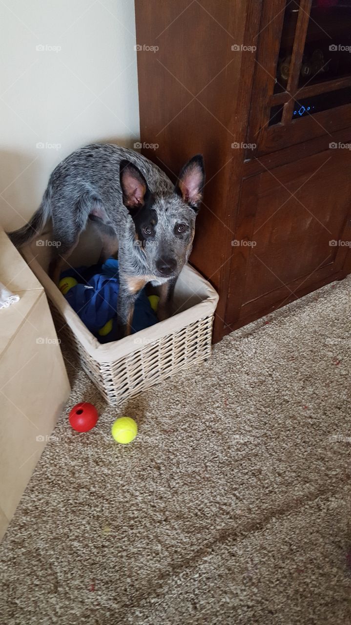 Whisky in his toy box